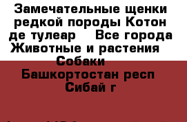 Замечательные щенки редкой породы Котон де тулеар  - Все города Животные и растения » Собаки   . Башкортостан респ.,Сибай г.